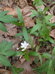 Claytonia virginica