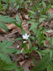 Claytonia virginica