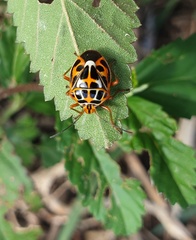 Antestiopsis anchora