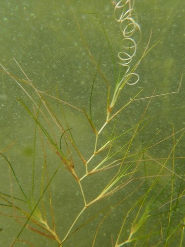 Ruppia occidentalis iNat (2)