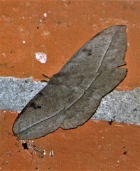Lonomia obliqua