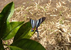 Rhetus arcius