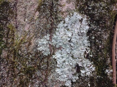 Punctelia caseana