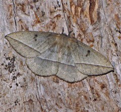 Lonomia obliqua