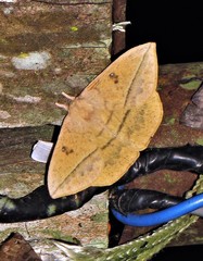 Lonomia obliqua