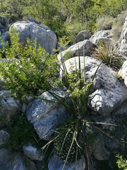 Hesperaloe campanulata