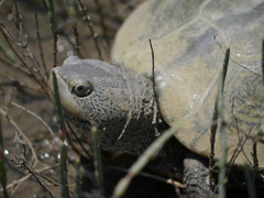 Malaclemys terrapin