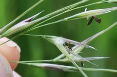Nassella leucotricha