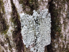Crespoa crozalsiana