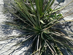 Agave striata