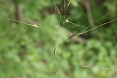 Nassella leucotricha