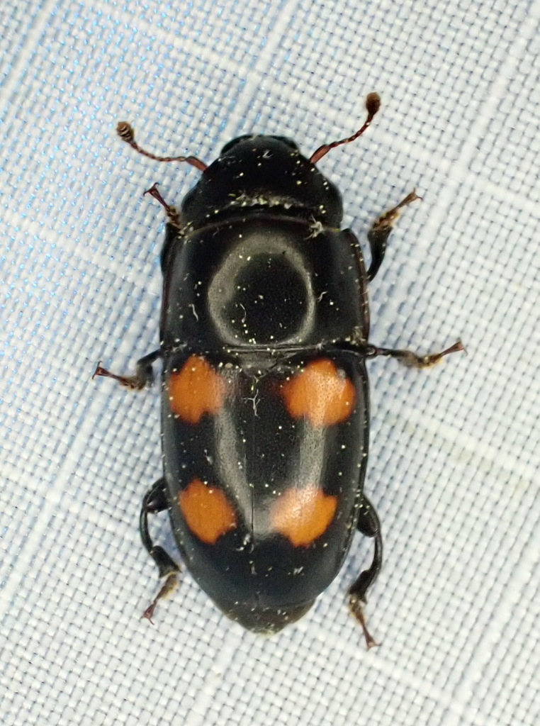 Glischrochilus obtusus
