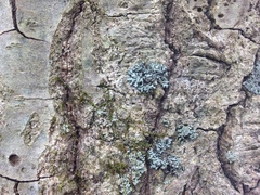 Phaeophyscia hirsuta