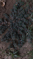 Euphorbia prostrata