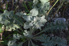 Verbascum undulatum