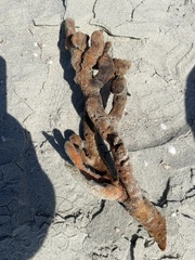 Axinella polycapella