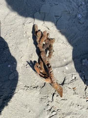 Axinella polycapella