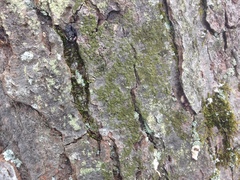 Scoliciosporum chlorococcum