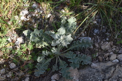 Verbascum undulatum