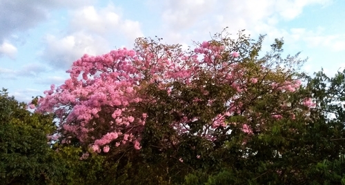 pink ipê
