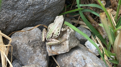 Hyla eximia