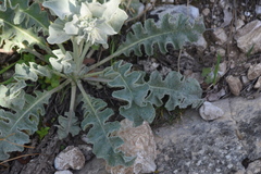 Verbascum undulatum