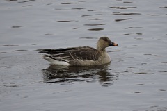 Anser serrirostris rossicus