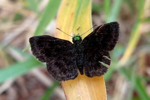 Staphylus chlorocephala