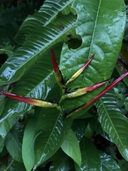 Heliconia hirsuta