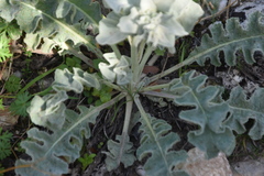 Verbascum undulatum
