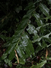 Heliconia hirsuta