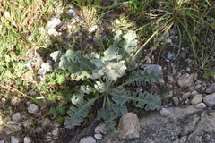 Verbascum undulatum