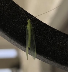 Chrysoperla comanche