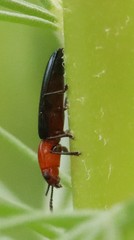 Languriinae