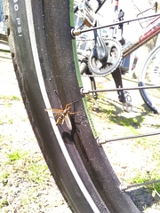 Ctenophora