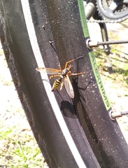 Ctenophora