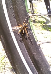 Ctenophora