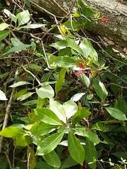 Illicium floridanum