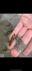 Terebrinae