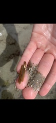 Terebrinae