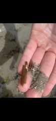 Terebrinae