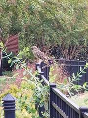 Buteo lineatus