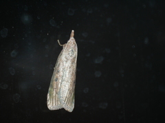 Aphomia sociella