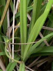 Carex oxylepis