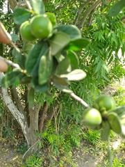 Diospyros texana
