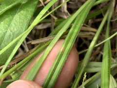 Carex oxylepis
