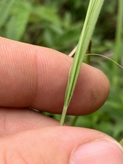 Carex oxylepis