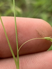 Carex oxylepis