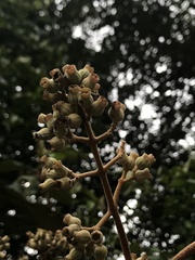 Miconia bubalina