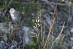 Helictotrichon convolutum